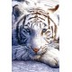 PP30282 WHITE TIGER